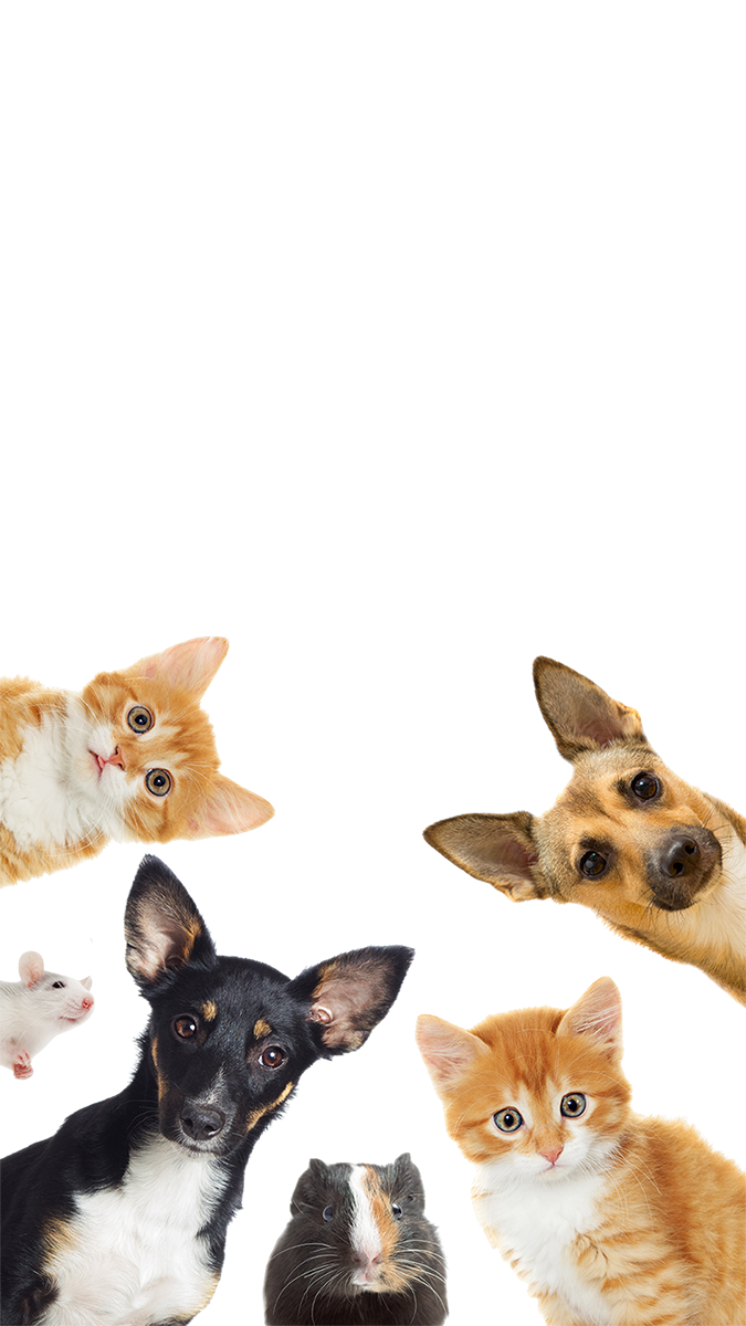 pet insure guide hero image web